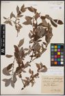 Foto von Salix caprea L. x Salix daphnoides Vill.